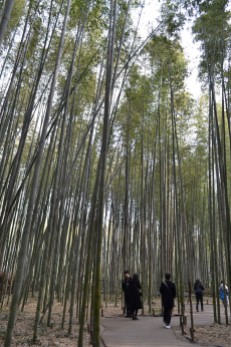 La bambouseraie d’Arashiyama